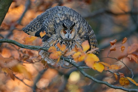 Waldohreule, lat. Asio otus, in Drohstellung in einer herbstfarbenen Buchenkrone