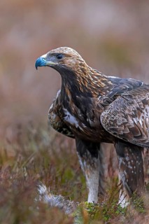 European golden eagle (Aquila chrysaetos chrysaetos) close-up portrait with prey in moorland,