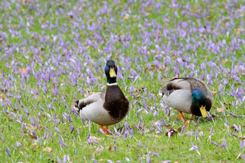 Mallard ducks (Anas platyrhynchos) among crocuses (Crocus napolitanus), Husum Castle Park,