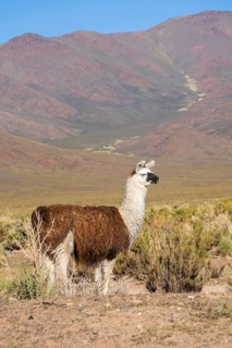 A lone Llama del Altiplano (Lama glama) grazes amidst sparse vegetation against a backdrop of