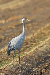 Crane, common crane (Grus grus) standing on the stubble field of a harvested maize field in autumn,