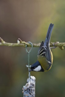 Great Tit (Parus major), Schleswig-Holstein, Germany