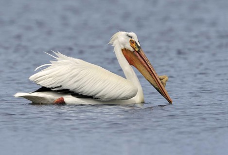 American White Pelican (Pelecanus erythrorhynchos), Alberta, Canada