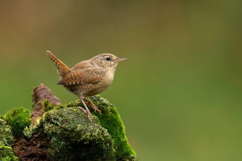 Eurasian Wren (Troglodytes troglodytes), Utrecht, Netherlands