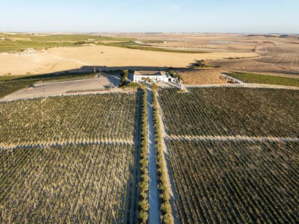 The La Canariera vineyard of the Bodega González Byass near the town of Jerez de la Frontera.