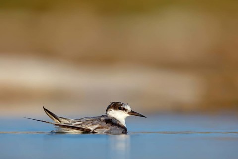 Oriental Tern, (Sterna saundersii), Sterna saundersi, Tern bathing in water, Animals, Birds, Terns,