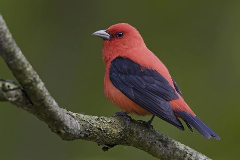 Scarlet Tanager (Piranga olivacea) male, Ontario, Canada