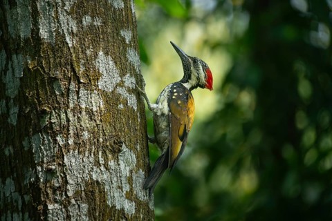 A close-up of a Black-rumped flameback (Dinopium benghalense) on a tree. Sreepur, Gazipur,