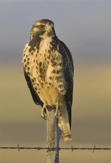 Swainson's Hawk (Buteo swainsoni), Arizona, USA