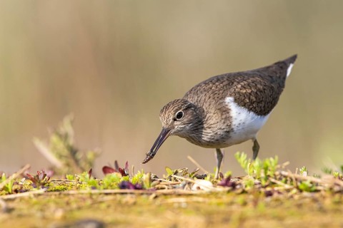 Common Sandpiper (Actitis hypoleucos), North Rhine-Westphalia, Germany