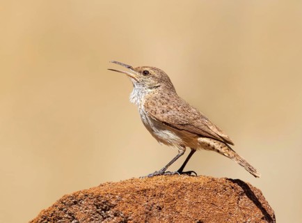 A Rock Wren (Salpinctes obsoletus) perched on a rock in the badlands of North Dakota