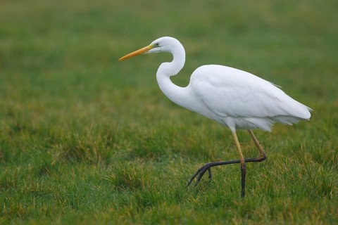 Great Egret (Ardea alba), Netherlands