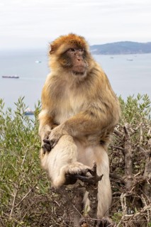 Monkey sitting thoughtfully on a bush with a view of the sea, Gibraltar, Barbary macaque (Macaca