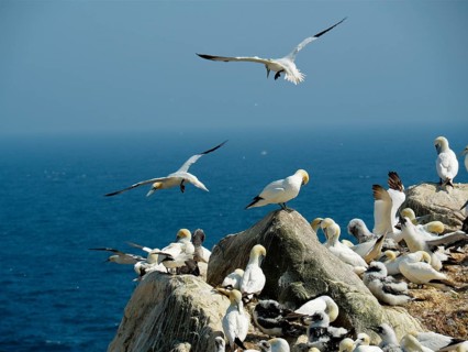 Northern gannet (Morus bassanus)
