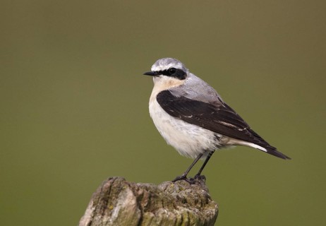 Northern Wheatear (Oenanthe oenanthe) male, Schleswig-Holstein, Germany