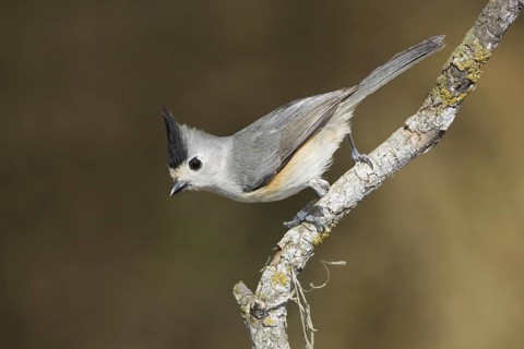 Black-crested Titmouse (Baeolophus atricristatus), Texas, USA