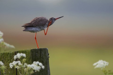 Common Redshank (Tringa totanus), Netherlands