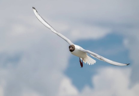 Black-headed Black-headed Gull (Larus ridibundus) in flight, North Friesland, Schleswig-Holstein,