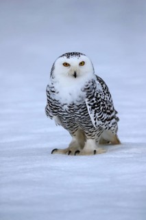 Snowy owl (Nyctea scandiaca), snowy owl, adult, alert, in the snow, foraging, in winter, Bohemian