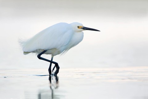 Little Egret (Egretta garzetta) foraging, Victoria, Australia