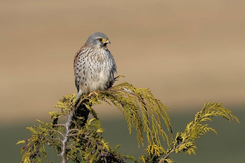 Common Kestrel (Falco tinnunculus), Saxony, Germany