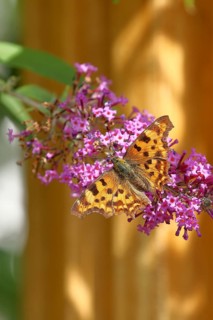 Comma (Polygonia c-album), on butterfly bush or butterfly-bush (Buddleja davidii), North
