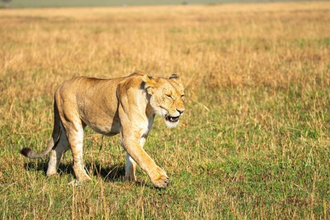 A lioness prowls silently across the savannah, navigating the golden grasslands under the warm sun.