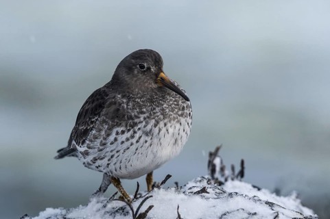 Purple Sandpiper (Calidris maritima), Varanger, Norway