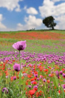 Field with poppies, red poppy (Papaver somniferum) and pink poppy, Bavaria, Germany