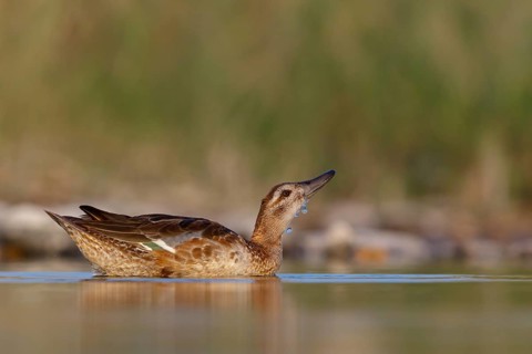 Teal, (Anas crecca), biotope, habitat, foraging, waters, animals, birds, ducks, ducks Salalah,