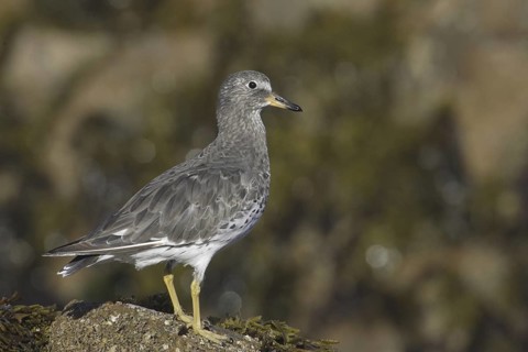 Surfbird (Calidris virgata), California, USA