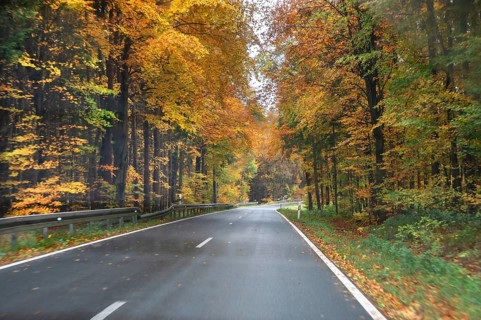 Mixed forest in autumn colors in Franconia on the B2 Nuremberg-Bayreuth, Upper Franconia, Bavaria,