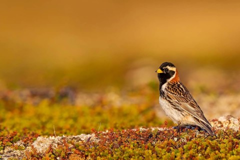 Bunting, (Calcarius lapponicus), Animals, Birds, Bunting family, Varanger, Finnmark, Norway