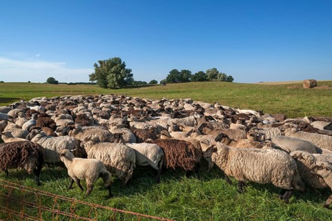 Crammed sheep in the pasture, Mecklenburg-Western Pomerania, Germany