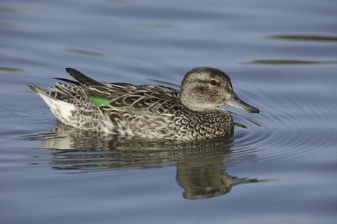 Green-winged Teal (Anas carolinensis) female, California, USA