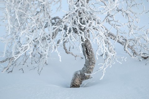 Frost-covered fjällbirke, Saariselkä, Lapland, Finland, January 2025