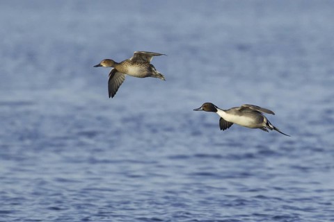 Northern Pintail (Anas acuta) female flying, Netherlands