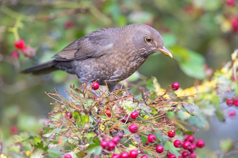 Blackbird (Turdus merula), one, individual, biotope, habitat, perch, garden, Neuhofen,