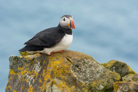 Atlantic Puffin (Fratercula arctica) on cliff, Iceland