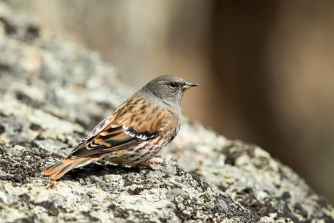 Alpine Accentor (Prunella collaris erythropygia) perched on a rock, Toew Aimag, Mongolia