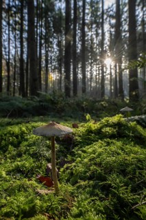 Helminth (Mycena) in spruce forest, Emsland, Lower Saxony, Germany