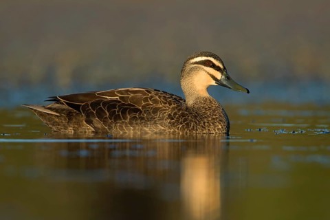 Pacific Black Duck (Anas superciliosa), Victoria, Australia