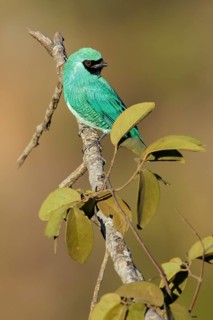 Swallow Tanager (Tersina viridis) perched on a branch in the Pantanal region of Brazil