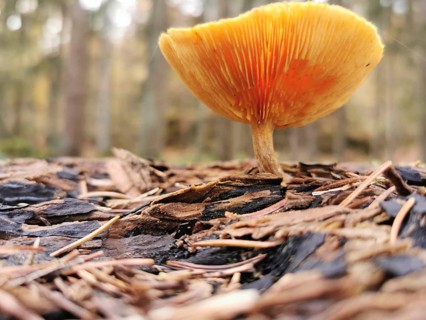The lamellae of a solitary Reizker mushroom (Lactarius deliciosus) on wood, clearly exposed in the