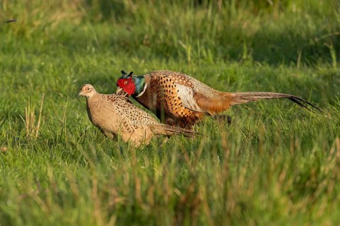 Common Pheasant (Phasianus colchicus) pair, Schleswig-Holstein, Germany