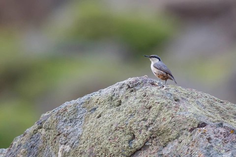 Western Rock Nuthatch (Sitta neumayer), Greece