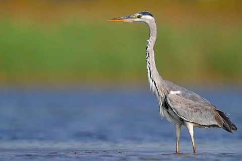 Grey grey heron (Ardea cinerea), Foraging, Boat Trip, Tiszaalpár, Kiskunsági National Park,