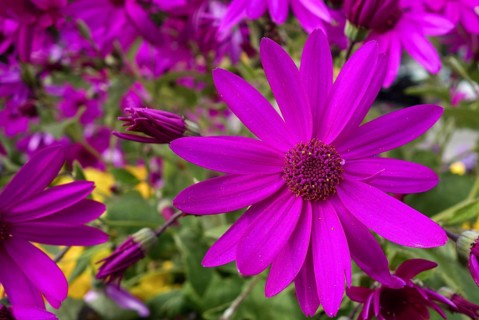 A close-up view of a bright purple European Michaelmas-daisy, showcasing its delicate petals and