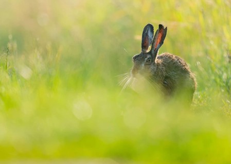 European hare (Lepus europaeus) sitting on a dirt track, wildlife, Lower Saxony, Germany