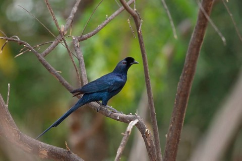 Bristle-crowned Starling, Onychognathus salvadorii